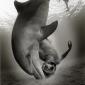 Playing With Dolphins