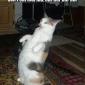 Cattitude