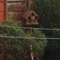 Vacant Bird House For Rent