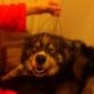 Dogs like head massagers