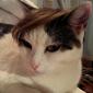 Combover Kitty