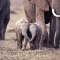 Holding trunks