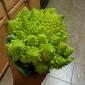 Fractal Broccoli