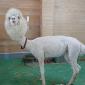 Shaved Llama
