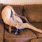 Great Dane's are so graceful