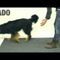 Magic for dogs