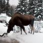 Moose and Cat