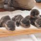 Baby Otters