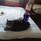 Cat Stacking
