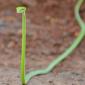 Vine Snake