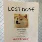 Lost doge