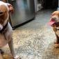 Pitbulls are ruthless creatures