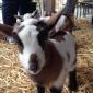 Baby Goat