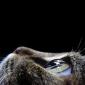 Cat's Eye