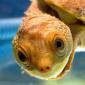 Happy Turtle