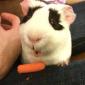 OOOHHH, A CARROT!