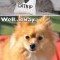 Catnip