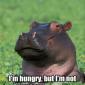 Hungry