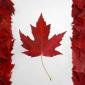 Canadian Flag