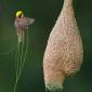 Avian Architecture