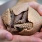 Baby Armadillo