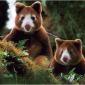 Tree Kangaroo