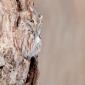 Owl Camouflage