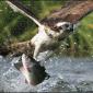Good Catch