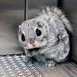 Siberian flying squirrel in an elevator