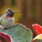 Hummingbird