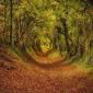 Tunnel of Trees