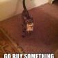 Cat Dollars