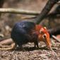 Rufous Sengi