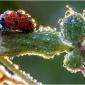 Wet Ladybug