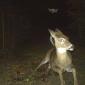 Always expect flying squirrels