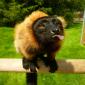 Lemur