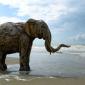 Driftwood Elephant