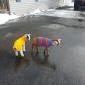Baby goats wearing sweaters