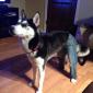 Dog Wearing Jeans