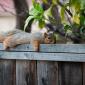 Lazy Squirrel