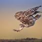 Burrowing Owl