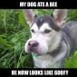 Dog ate a bee