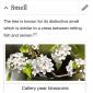 Callery Pear Blossoms