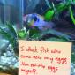 Fish Shaming