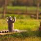 King Julien