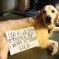 Dog shaming