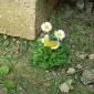 Happy Flower