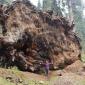 Fallen Sequoia