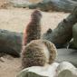 Three meerkats