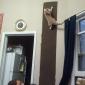 Cat Wall